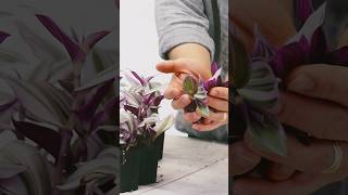 Tradescantia nanouk cutting propagation on soil indoorplantscare plants houseplants plantshorts [upl. by Hars]