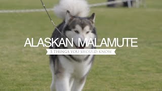 ALASKAN MALAMUTES FIVE THINGS YOU SHOULD KNOW [upl. by Erimahs]