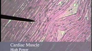 Muscle Histologymov [upl. by Ahsirtal357]