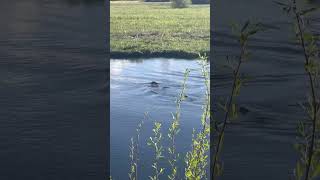 Coyote Trying Hunt Beaver next to River lake nature kioti jackal beaver animal hunt [upl. by Orrin330]