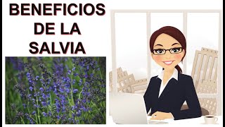 BENEFICIOS DE LA SALVIA [upl. by Gerk]