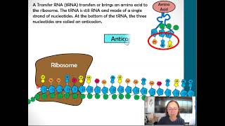 tRNAs and Anticodons [upl. by Ennovihs]