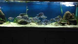 300g African Cichlid Natural Aquascape [upl. by Anileuqcaj847]