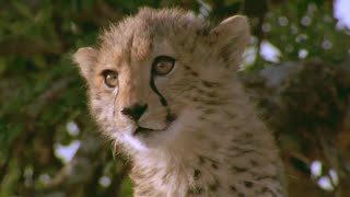 Cheetah Cub Attacked By Vicious Warthog  BBC Earth [upl. by Zullo829]