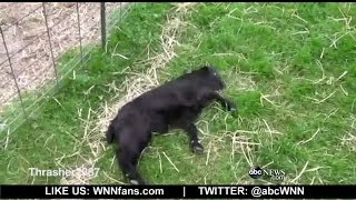 Fainting Goats all the Rage at Pennsylvania Farm [upl. by Melac]