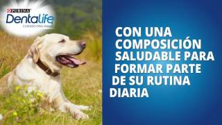 Presentamos Purina® Dentalife® [upl. by Neelloc541]