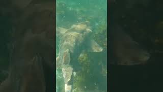 Wobbegong shark Bondi ocean beach underwater love australia fishing australia happy wtf [upl. by Horn169]