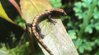 Lepidodactylus lugubris terrarium [upl. by Akcirederf]