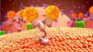 Hormones Classification of Hormones General mechanism of hormone action [upl. by Amersham]