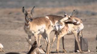 Capítulo 6  Naturaleza muerta los desiertos peninsulares [upl. by Eisele500]