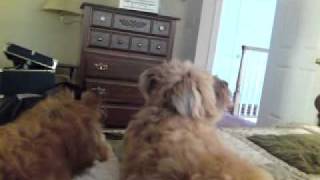 My Tibetan Spaniel and Crusty Dogs playfully fighting one another [upl. by Lunnete]