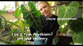 Cięcie epipremnum pinnatum variegata projekt roślinny  Alocasia micholitziana Frydek [upl. by Aihsitan]