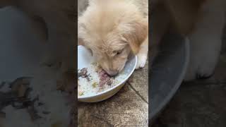 BenBens lunch time cutpuppy doglover goldenretriever [upl. by Livia]