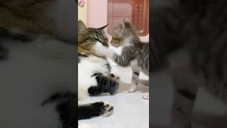 🐾Contagious Playful Spirit 😸Newbie Kittens Approach to the Resident Cat💫 shorts [upl. by Fredelia]