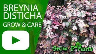 Breynia disticha  grow and care [upl. by Treve]