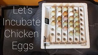 Lets Incubate Chicken Eggs How To Dos and Donts [upl. by Thier170]