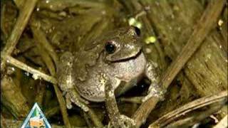 Gray Treefrog [upl. by Bainter]