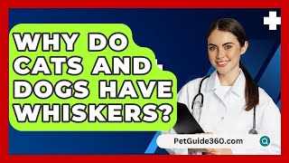 Why Do Cats And Dogs Have Whiskers  PetGuide360com [upl. by Nehtanhoj]