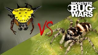 Spider vs Spider Showdowns 68  MONSTER BUG WARS [upl. by Aizti]