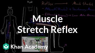 Muscle stretch reflex  Organ Systems  MCAT  Khan Academy [upl. by Oelak]