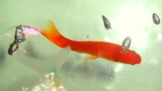 Female swordtails fighting for dominance for male [upl. by Yarahs473]