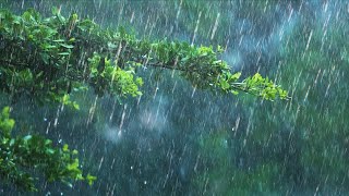 24 Hours Rain amp Thunder  Rainstorm Sounds for Sleep Studying or Relaxation  Nature White Noise [upl. by Niltac]