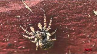 Sitticus fasciger   Jumping spider [upl. by Nnylaj]