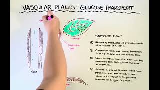 Vascular Plants Glucose Transport [upl. by Assili138]