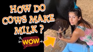 how do cows make milk   How To Milk A Cow [upl. by Enyedy443]