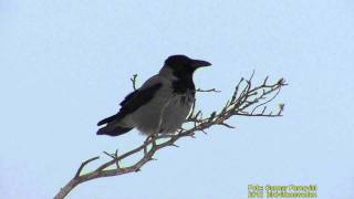 KRÅKA Hooded Crow Corvus cornix Klipp  535 S  9 [upl. by Andriana]