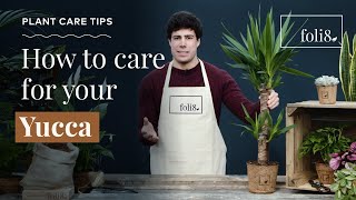 Yucca Plant Care Tips 🌿 How To Care For Yucca elephantipes [upl. by Anoblav]