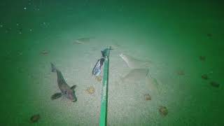 Grey Gurnard at Burland [upl. by Arriaes]