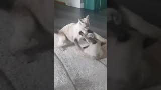 catfight ufc siamese [upl. by Feeley]