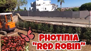 Best Hedge Plants  Planting Phitonia “ Red Robin Plants  Vicinity [upl. by Baras]