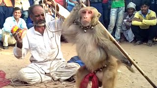 Haryanvi Bandar Bandariya Ka Khel  क्या कमाल का बंदर है  Comedy Video  Video From My Phone [upl. by Inobe]