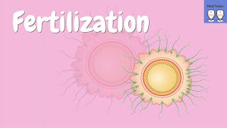 Fertilization physiology Acrosome reaction Zona pellucida ZP2 ZP3 Cortical granules PH20 [upl. by Vani]