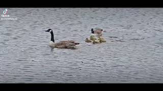 Canadian Geese with their Goslings on Madeley Court Pool Madeley Telford 13524 [upl. by Pegeen939]