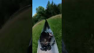 Extreme Alpine Slide Adventure Hits 70 kmh in Germany [upl. by Nappie]