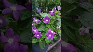 Periwinkle flower Vinca flower periwinkle vincaflower vincaplant [upl. by Eenat]