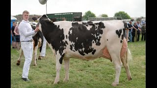 Ayr Show 2024Easy win for Clydeview Sidekick Matilda2nd Lactation Holstein Class [upl. by Seko298]