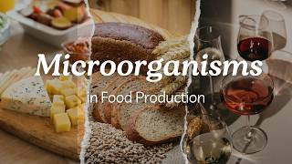 Microorganisms in Food Production  Beneficial Microorganisms  Useful Microorganisms [upl. by Eyk322]