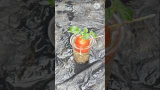 How To Grow Tomatoes At Home  A Complete Guide shorts farming youtubeshorts [upl. by Dorelle601]