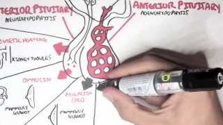 Endocrinology  Overview [upl. by Chien795]