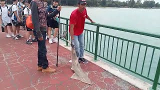 Bedok Jetty Recreational Sustainable Fishing Shovelnose Ray Catch and Release [upl. by Alletniuq]