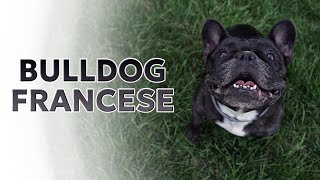 BULLDOG FRANCESE [upl. by Messab]