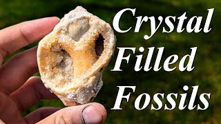 Calcite Crystal Filled Fossils Digging for Gorgeous Crystal Filled Clams and Whelks [upl. by Yrelav]