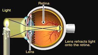 How the Eye Works Animation  How Do We See Video  Nearsighted amp Farsighted Human Eye Anatomy [upl. by Azrim]