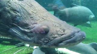 Arapaima Arapaima gigas  Berlin Aquarium HD [upl. by Akkire]