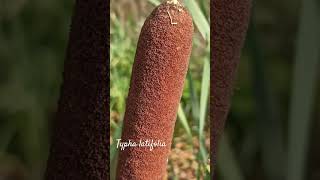 Funny typha latifolia or broadleaf cattail shorts herbarium [upl. by Cheyney673]