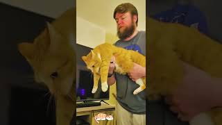 orange cat behavior [upl. by Hillel]